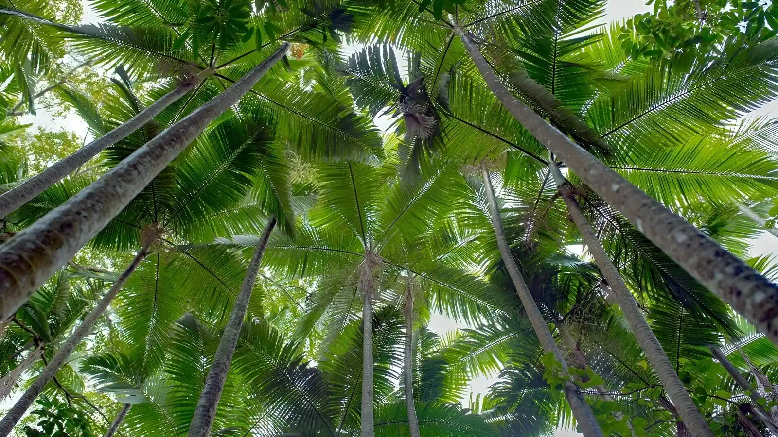 Frangipani-estates-villa-plots-in-sarjapur-road-bangalore-palm-tree