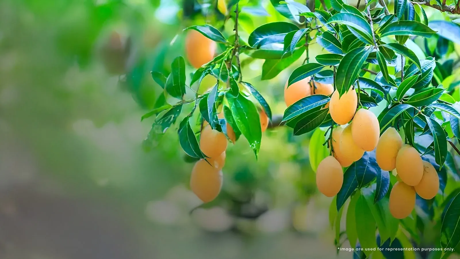 Brigade-Laguna-Apartment-in-Hebbal-North-Bangalore-Fruit-Tree-Grove